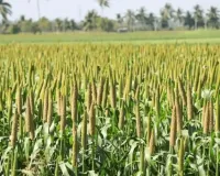 Market Volatility Hits Udaipur as Maize and Bajra Slip Below Support Benchmarks