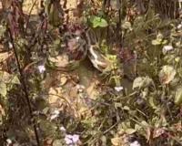 Massive Python Emerges from Hibernation Amid Winter Chill in Gonda, Sparking Local Panic