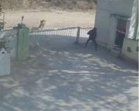 Narrow Escape in Junagadh: CCTV Captures Heart-Pounding Standpoint Between Watchman and Asiatic Lion