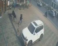 Narrow Escape in Meerut as Stray Bull Attacks Pedestrian