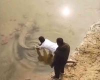 Near-Fatal Recklessness in Kasganj: Viral Video Captures Men Provoking 'Dormant' Crocodile