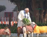 PM Modi Celebrates Makar Sankranti with Traditional Gau Puja at Lok Kalyan Marg