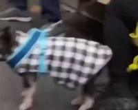 Porcine Companions: Why Pigs are Ousting Dogs in the Modern Western Home