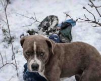 Silent Sentinel: Loyal Pet Refuses to Leave Side of Teenager Lost in Himachal Snowstorm