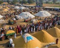 Surge in Maharashtra Mandi Arrivals Drives Prices Well Above MSP as Harvest Season Peaks