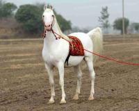 The Five-Crore Stallion: Marwari Horse 'Kaka' Steals the Spotlight at Haryana Livestock Expo