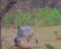 Title: High-Stakes Standoff in Mukundara: Massive Bull Repels Leopard Attack in Viral Wildlife Footage