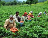 Market Stability Defined: Jammu and Kashmir Reports Balanced Vegetable Inflow and Pricing for 2026-27