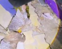 Aerial Rescue in Saharanpur: Stranded Eagle Saved After Two-Day Ordeal in Lethal Chinese Manjha