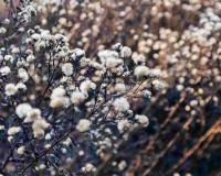 Andhra Pradesh Market Watch: Cotton and Groundnut Prices Surge Above MSP as Paddy Lags Behind