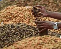 Andhra Pradesh Market Watch: Groundnut Prices Surge as Pulses and Cereals Hold Steady