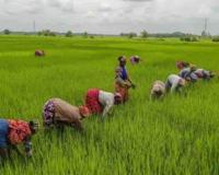 Bihar Agricultural Markets Show Resilience as Paddy Trading Aligns Closely with Federal Support Prices