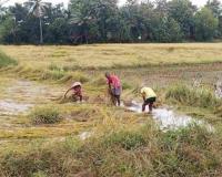 Bihar Agricultural Report: Paddy Trading Near Support Thresholds While Vegetable Markets Face Volatility
