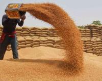Bihar Market Trends: Wheat and Paddy Command Strong Prices as Cereal Arrivals Stabilize