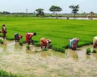 Bihar Market Watch: Paddy Holds Steady at MSP as Vegetable Prices Face Volatility