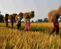 Chhattisgarh Market Report: Paddy Holds Firm Near Support Levels as Maize and Wheat Face Deep Discounts