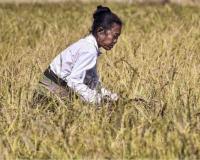 Chhattisgarh Updates Minimum Support Prices for 2026-27 as Paddy Markets Gain Early Momentum