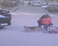 Chilling CCTV Footage Captures Owner’s Indifference as Pet Dog Mauls Worker in Gurugram