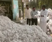 Telangana Market Watch: Cotton Surges Amidst Fluctuating Pulse Prices and Steady Grain Arrivals