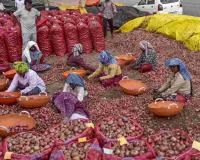 Goa Markets Witness Price Volatility as Onion and Potato Arrivals Stabilize Amid Shifting Supply Dynamics