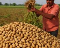 Groundnut Prices Soar in Andhra Pradesh as Pulse Markets Face MSP Deficit