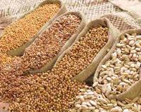 Gujarat Grain and Oilseed Markets Stabilize as 2026-27 Marketing Season Commences