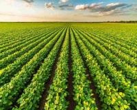 Haryana Market Trends: Essential Crops Trade Below Support Levels Amid Fluctuating Arrivals