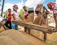 Haryana Market Update: Bajra Prices Plummet Below MSP as Vegetable Volatility Hits Growers