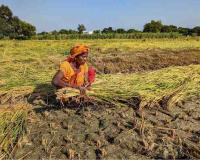 Indian Agricultural Markets Face Pricing Volatility as Major Crops Trade Below MSP