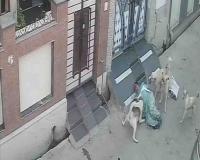 India’s Stray Dog Crisis Reaches Breaking Point Amid Surge in Violent Attacks