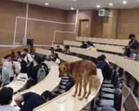 Is This the Smartest Dog in India? Watch What Happened When a Stray Walked Into an IIT Classroom.