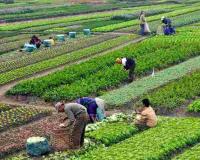 J&K Market Watch: Vegetable Prices Hold Firm Amid Robust Seasonal Arrivals