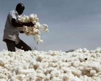 Karnataka Market Trends: High-Value Commodities Outperform Support Benchmarks Amid Robust Demand