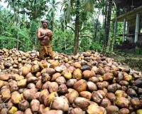 Kerala Agriculture Market Trends: Copra Prices Surge as Pulse Imports Maintain Stability Amidst Rising Vegetable Volatility