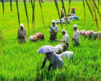 Kerala’s Agricultural Landscape Witnesses Price Surge as Commodity Markets Outpace Federal Minimums