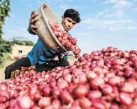 Maharashtra’s Agricultural Markets See Bullish Trends as Market Rates Surge Past Minimum Support Levels