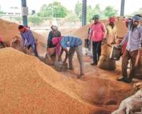Market Dynamics Clash with Support Floors as Chhattisgarh Harvest Enters High Gear