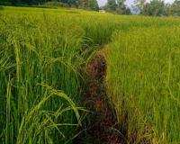 Market Dynamics Shift as Maharashtra’s Grain Prices Surge Past Federal Support Benchmarks