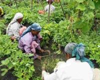 Market Dynamics: Rajasthan’s Agri-Sector Navigates Price Fluctuations and MSP Realities