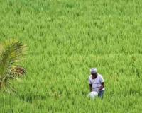 Market Fluctuations and MSP Realities: A Deep Dive into Assam’s Current Agricultural Pricing Trends