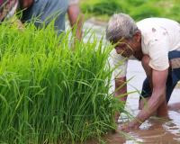 Market Imbalance: Market Prices for Key Indian Kharif Crops Diverge Sharply from Minimum Support Levels