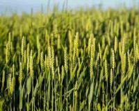  Market Mismatch: Rajasthan’s Kharif Harvest Faces Price Volatility as Arrivals Surge Against Support Benchmarks