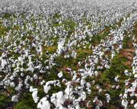 Market Pulse: Telangana Agricultural Trade Sees Strong Cotton and Paddy Performance Amidst Maize and Vegetable Volatility