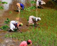 Market Rally: Maharashtra Agricultural Commodities Surge Past MSP Floor as Arrivals Stabilize