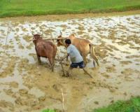 Market Realities and Price Gaps: Chhattisgarh’s 2026-27 Agricultural Landscape