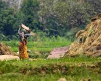 Market Realities Clash with Policy as Assam’s Crop Prices Diverge from Federal Support Levels