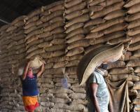 Market Realities Clash with Policy as Rajasthan Grain Prices Diverge from Federal Supports