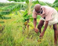Market Reality Check: West Bengal Agricultural Prices Diverge from Federal Safety Nets