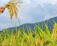 Market Reality vs. Mandate: Indian Crop Prices Show Sharp Divergence from MSP for 2026-27 Season