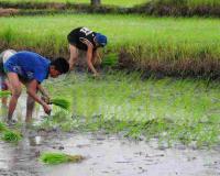 Market Report: Groundnut and Cotton Surge as Paddy Hovers Near MSP in Andhra Pradesh